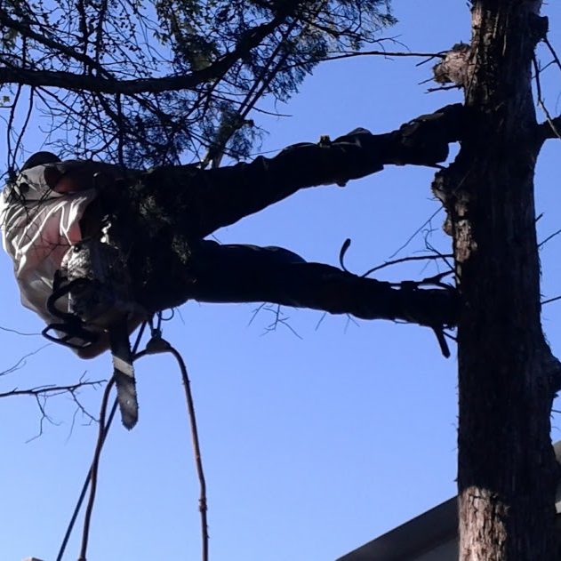 Tree Removal in Lawrence KS Tree Surgeon in Lawrence Kansas performing safe tree removal.