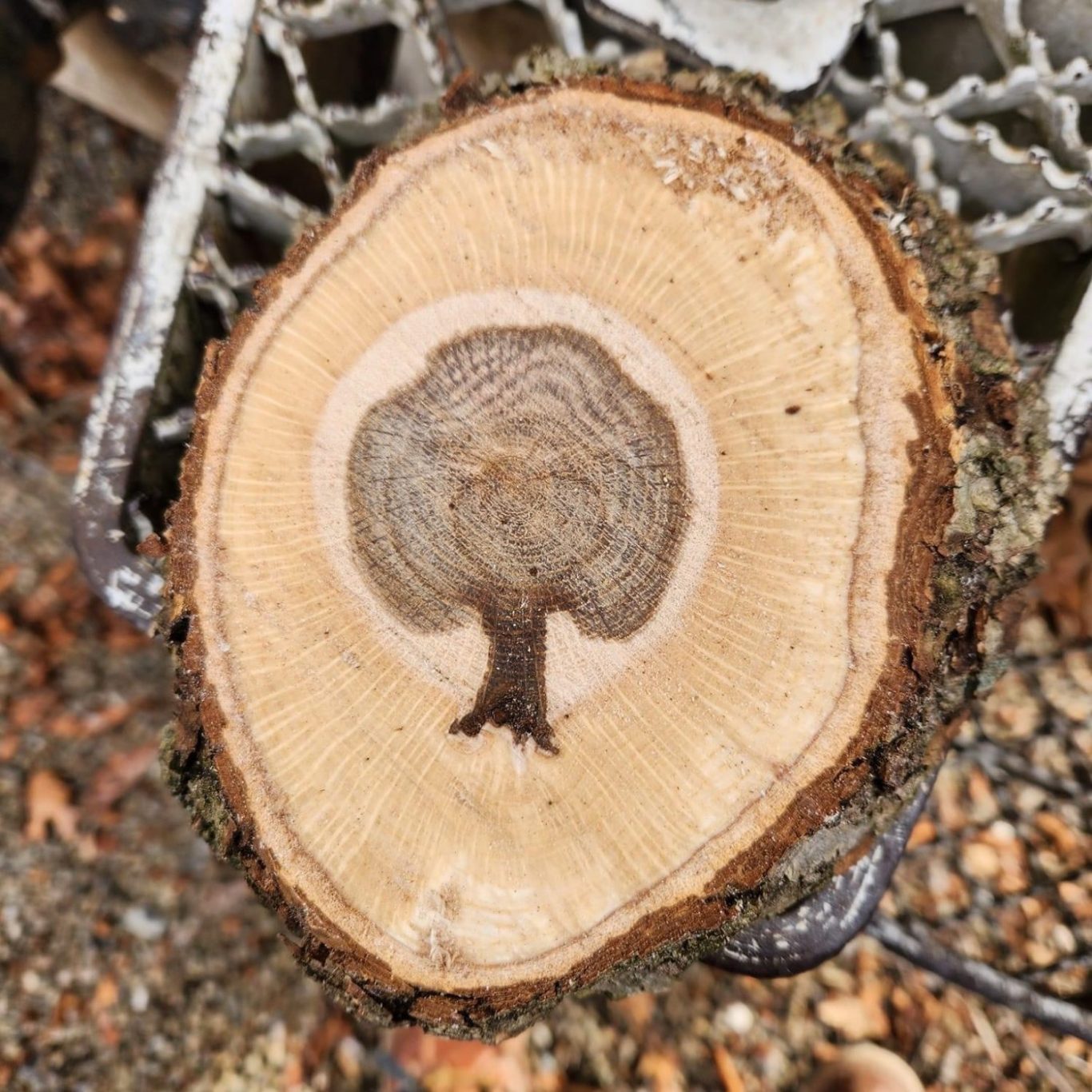 Tree heartwood stump shapes Tree Stumps with the shape of a tree in the center.