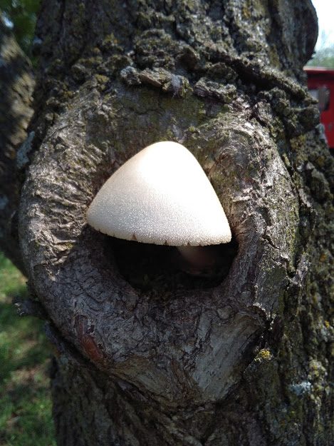 Fungus is among us Fungus growing out of a compartmentalized wound in Lawrence KS.